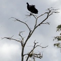 Horned Screamer Anhima cornuta tree 