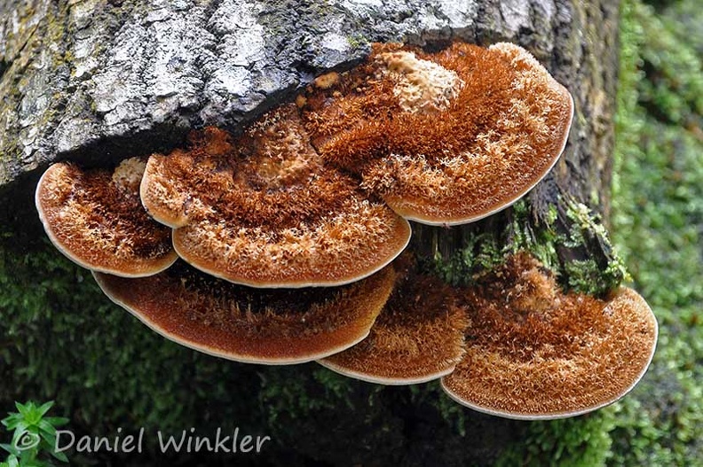 Hirsute conk Leticia DW MS.jpg