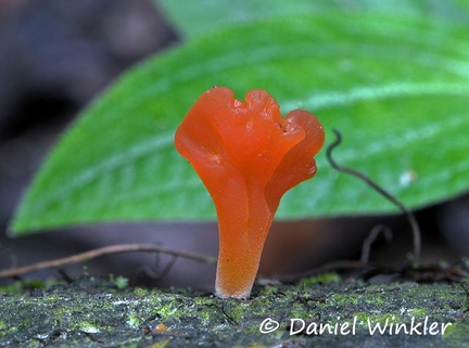 Hygrocybe aphylla side Leticia 