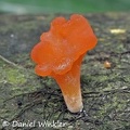 Hygrocybe aphylla Leticia 
