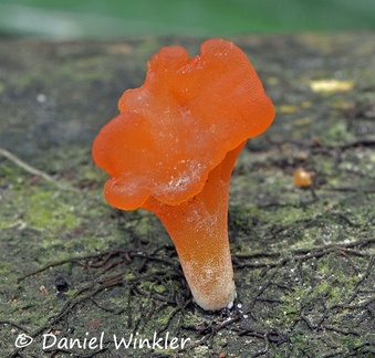 Hygrocybe aphylla Leticia 