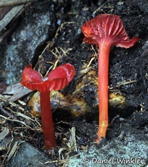 Hygrocybe deep red Quindio 
