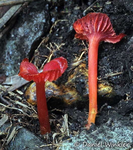 Hygrocybe deep red Quindio DW Ms.jpg
