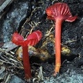Hygrocybe deep red Quindio 
