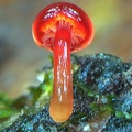 Hygrocybe minutula?