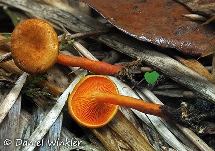Hygrophoropsis Quindio 