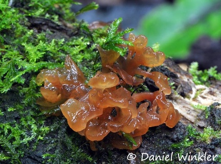 Jelly forking mature Chicaque  