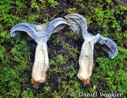 Lactarius indigo Chicaque