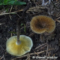 Lentinus crinitus or L. fasciatus 