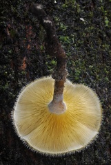 Lentius yellowish gills 