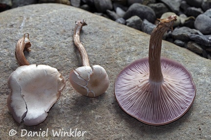 Lepista cf nuda Armenia 