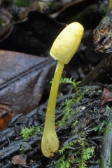 Leucocoprinus birnbaumi unopened Cr
