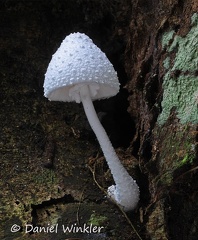 Leucocoprinus cretaceus Leticia