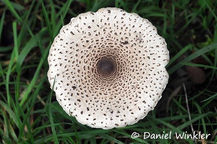 Macrolepiota colombiana Cap Chorrera 