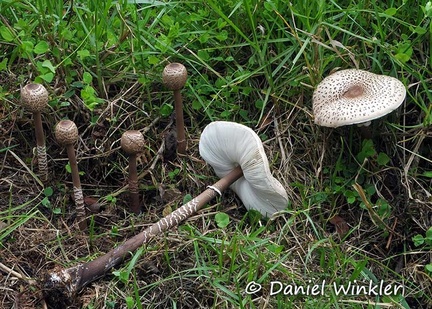 Macrolepiota colombiana Chorrera 