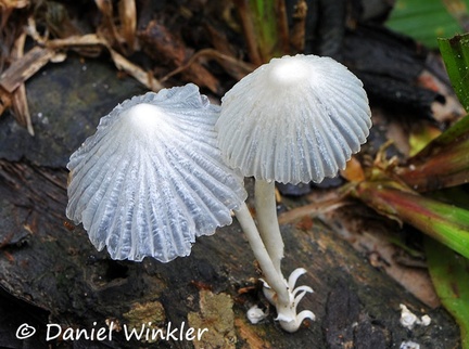 Marasmiellus pair translucent Leticia 