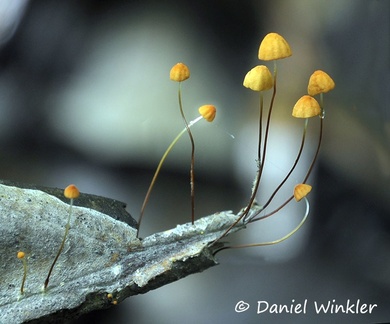 Marasmius androsaceus gr horsehair parachute