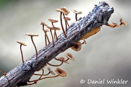 Marasmius stick Leticia 