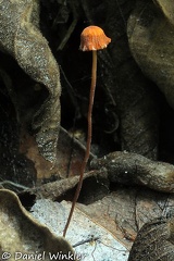 Marasmius tomentose cap Quindio 