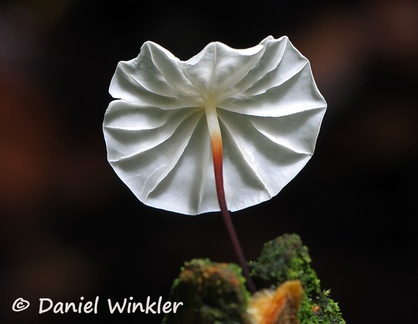 Marasmius white PuertoNarino