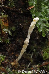 Metacordyceps sp Leticia 