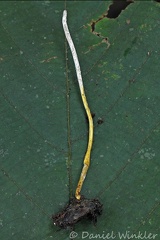 Metacordyceps sp on bug