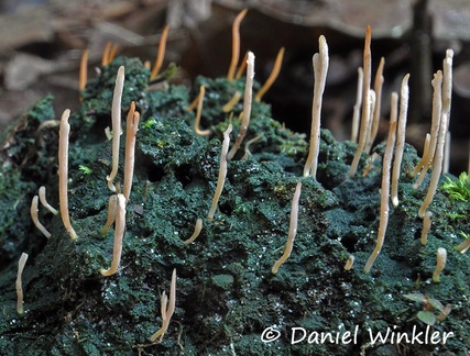 Multiclavula Leticia 