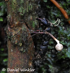 Ophiocordyceps cf australis white