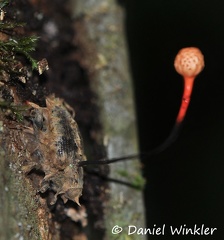 Ophiocordyceps cf curculionum Leticia