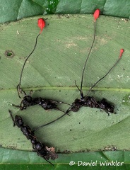 Ophiocordyceps evansii 