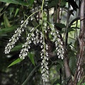 Orchid flower Quindio woods Ms.jpg