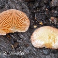 Panoid mushroom disp DW MS.jpg