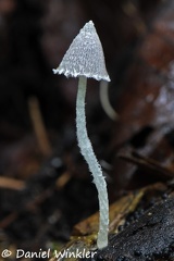 Psathyrella or Coprinopsis ?