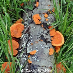 Pycnoporus Trametes sanguineus 