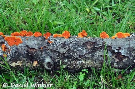 Pycnoporus Trametes sanguineus 