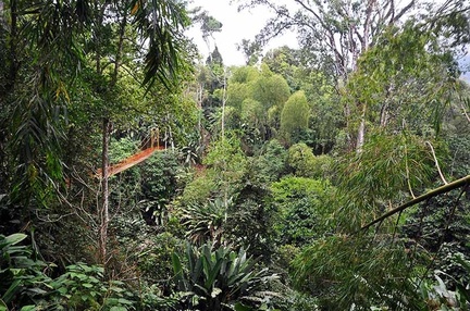 Quindio forest bridge 