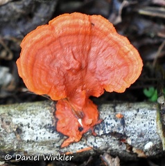 Pycnoprus sanguineus PuertoNaurino 