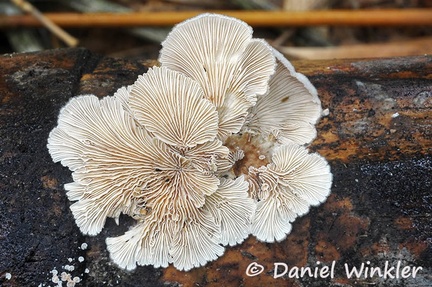 Schizophyllum commune bamboo