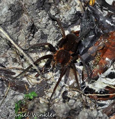 Spider Tarantula?