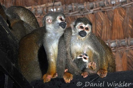 Squirrel monkey Saimiri sciureus under roof 