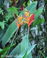 Heliconia psittacorum in Puerto Naurino