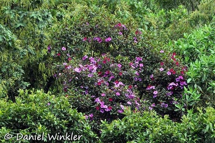 Tibouchina tree Valle de Cocora