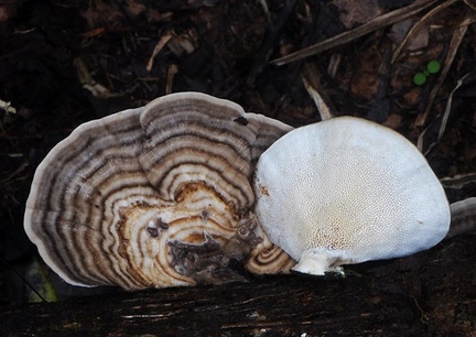 Trametes sp PuertoNaurino