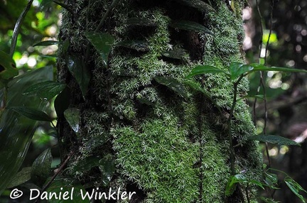Trunk covered in moss vines