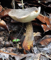 Tylopilus sp.