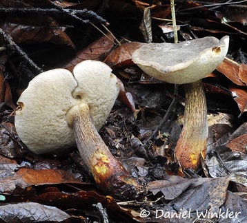 Tylopilus sp display Chicaque