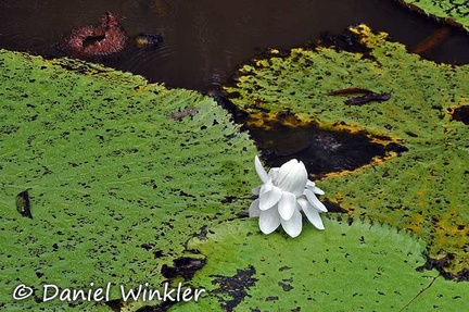 Victoria amazonica Giant water Lily flower 