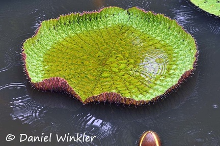 Victoria amazonica  the Giant water lily