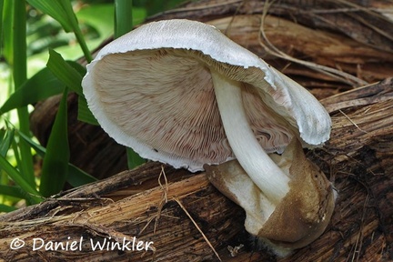 Volvariella bombycina Silky Rosegill side 