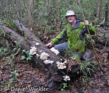 Walter Oysters Pleurotus 